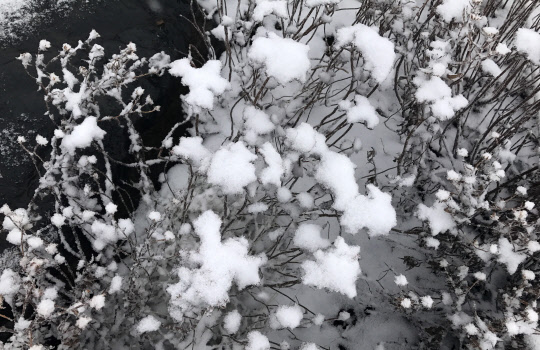 첫눈이 내린다는 소설(小雪)인 22일 강원 평창군 발왕산 정상(해발 1천459ｍ)에 눈이 하얗게 쌓여 겨울 정취를 느끼게 하고 있다.